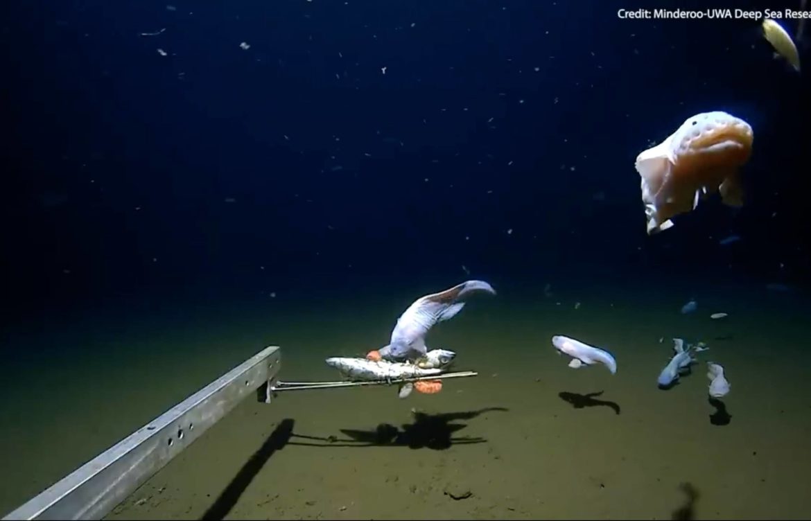 A incrível descoberta dos pesquisadores: o Pseudoliparis, o peixe capaz de sobreviver nas profundezas do oceano
